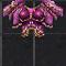 Divine Armor